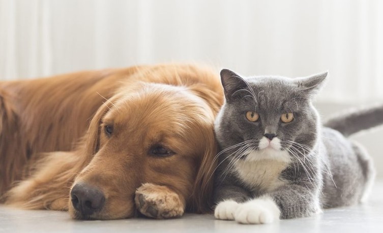 Коти та собаки поводяться по-різному в однаковій ситуації: кумедний результат експерименту